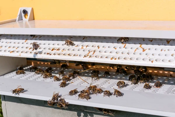 Bienen Eingang Zum Bienenstock Sammeln Pollen — Stockfoto