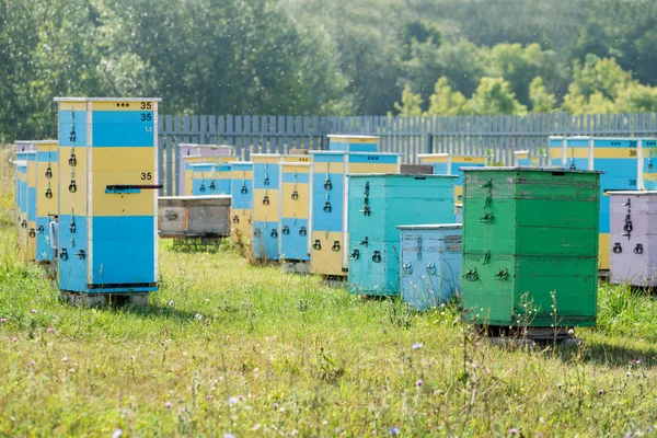 Mehrere Bienenstöcke Bienenhaus — Stockfoto