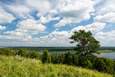 Çam ile Nehri'nin kıyısında