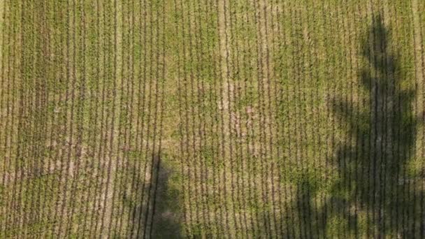 Drone Toma Archivo Cultivo Estiércol — Vídeos de Stock