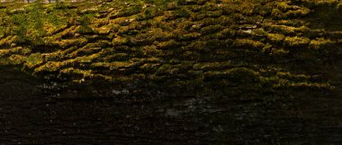 Ağaç gövdesi kopyalama alanı ile kapat