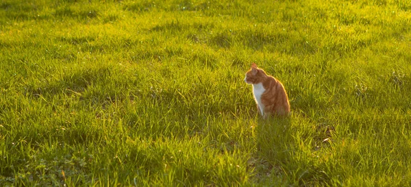 Katze Sitzt Grünen Gras Und Wartet Auf Eine Maus — Stockfoto