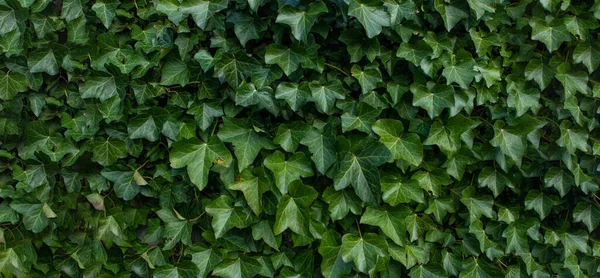 Fundo Com Plantas Verdes Com Espaço Cópia — Fotografia de Stock