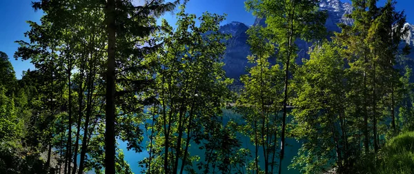 Árboles Verdes Con Lago Los Alpes Suiza Estilo Vida Exterior —  Fotos de Stock