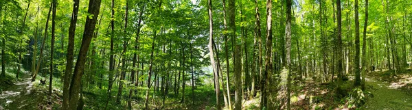 Panorama Bosque Con Exuberantes Árboles Verdes Suiza Fotos de stock