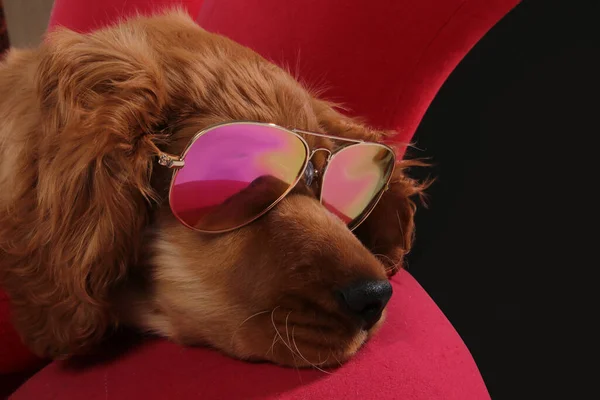 Golden Retriever Puppy Sunglasses Red Chair Photo Studio — Stock Photo, Image