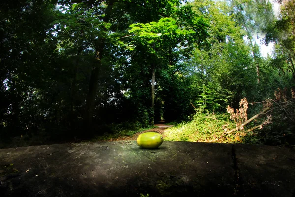 魚眼レンズで撮影された森の中でエイコーン — ストック写真