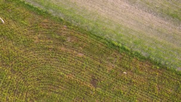 Teren Agricol Verde Brwon Vedere Dronă — Videoclip de stoc