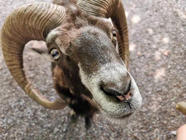 Capricorne Regardant Dans Caméra Avec Gros Nez Premier Plan — Photo