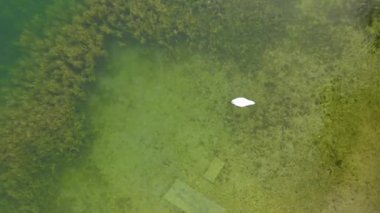 Drone 'un gölde yüzen kuğu videosu.