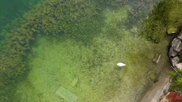 Dron Video Labutí Plavání Jezeře — Stock video