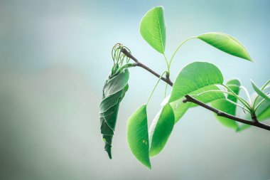 Armut dalındaki yapraklardan gelen buğday böceği mason.