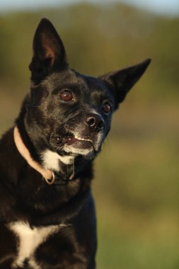 küçük yaşlı köpek diş sırıtma ile
