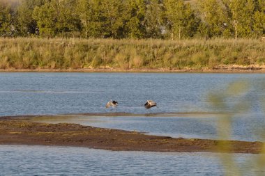 Gölde gri balıkçıllar