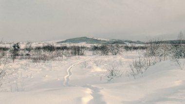 Doğanın manzaraları gölde ve ormanda gün batımları