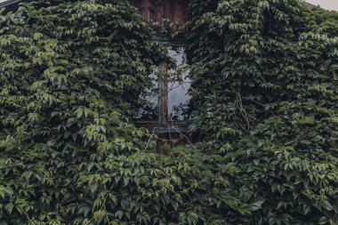 Doğanın manzaraları gölde ve ormanda gün batımları