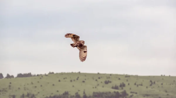 Fliegende Eule Eule Auf Der Jagd — Stockfoto