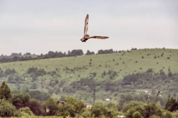 Fliegende Eule Eule Auf Der Jagd — Stockfoto