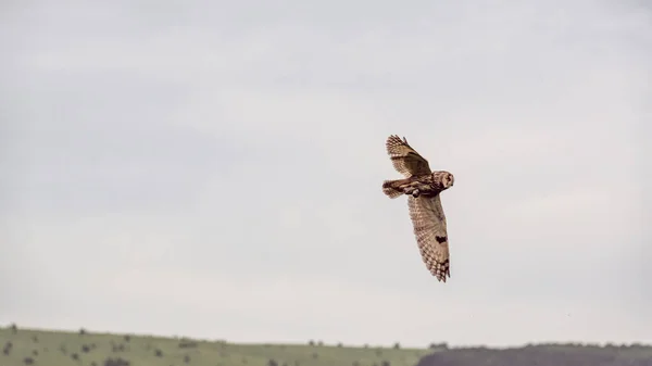 Fliegende Eule Eule Auf Der Jagd — Stockfoto