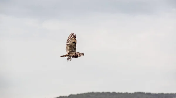 Fliegende Eule Eule Auf Der Jagd — Stockfoto