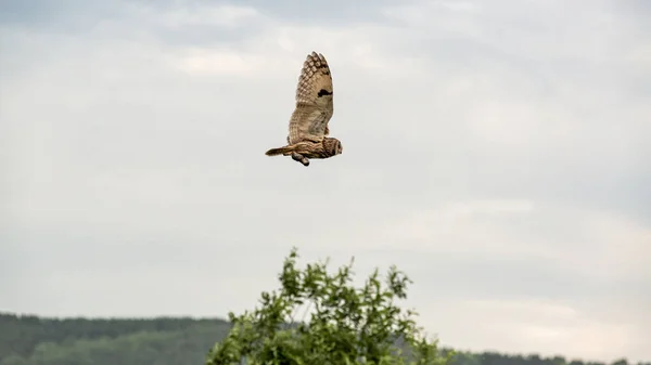 Fliegende Eule Eule Auf Der Jagd — Stockfoto