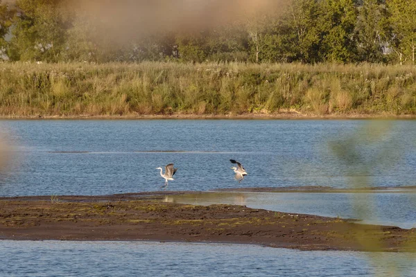 Gölde gri balıkçıllar