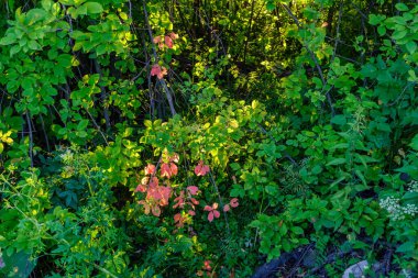Doğanın manzaraları gölde ve ormanda gün batımları