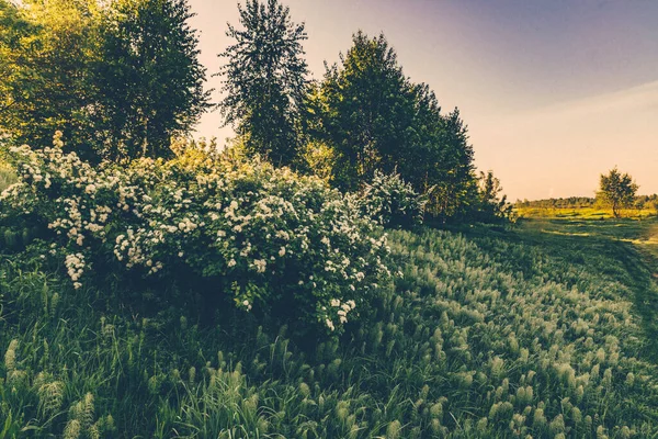 Doğanın manzaraları gölde ve ormanda gün batımları