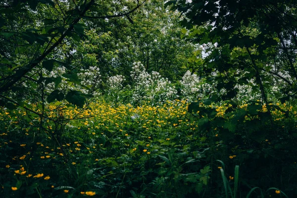 Sibiřská Krajina Západy Slunce Přírodě — Stock fotografie