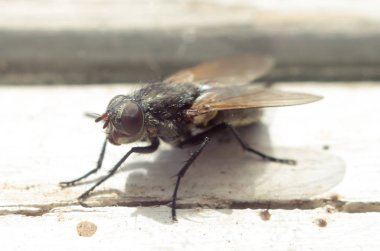 Kırık bir tahtaya closeup sinek