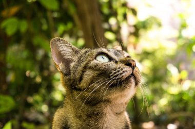 kedi için gelecekteki 2019 seyir