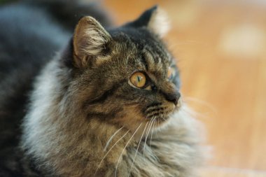 Kedi serin bir yer arıyor.