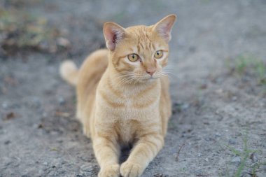 Avcı kedi aramaya devam ediyor.