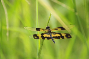 Ejderha yeşil çimlerde uçar