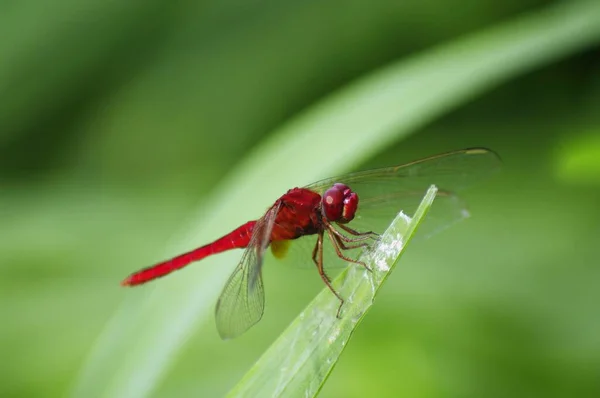 Dragon Voler Sur Herbe Verte — Photo