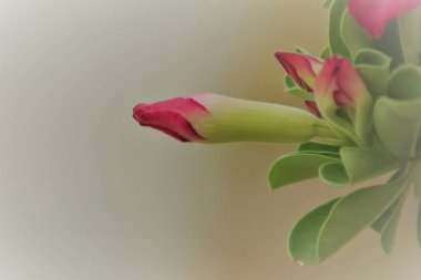 Bahçedeki pembe çiçek