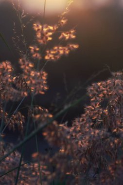 Gün batımındaki yabani çiçek