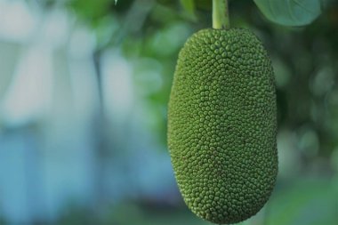green jack fruit on the tree  clipart