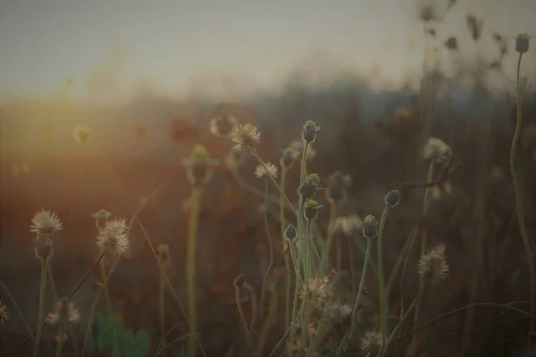 Wild Flower Sunset — Stock Photo, Image