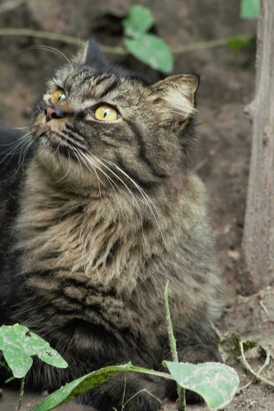 空を見ている素敵な猫は — ストック写真