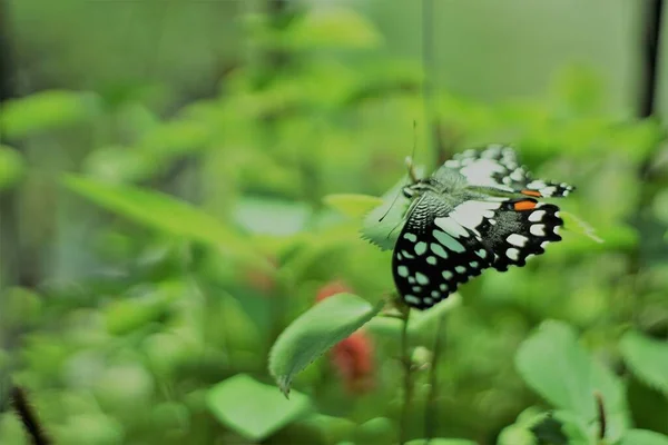 Uma Borboleta Árvore Jardim — Fotografia de Stock