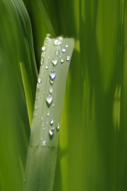 Limon çimlerine su damlası