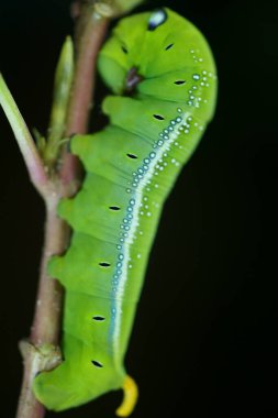 Hala yeşil izinleri yiyorlar.