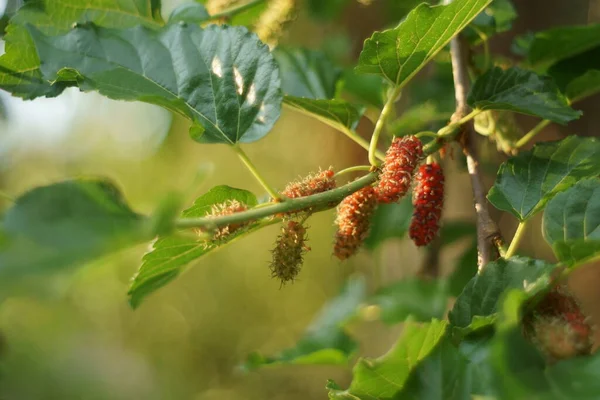 Mullbärsplantor Har Frukt — Stockfoto