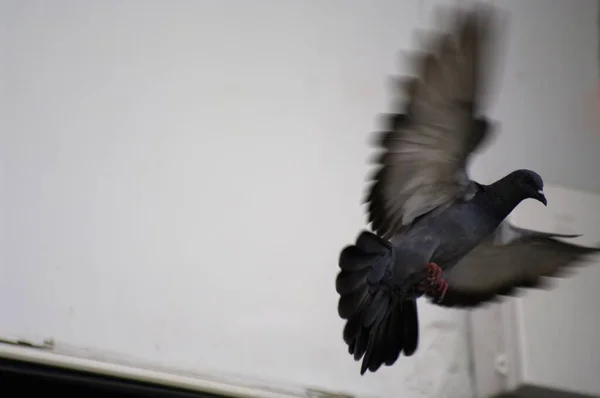 Özgürlük Kuşu Aya Uçar — Stok fotoğraf