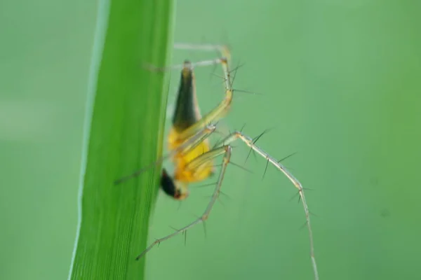 Une Araignée Sur Herbe Verte — Photo