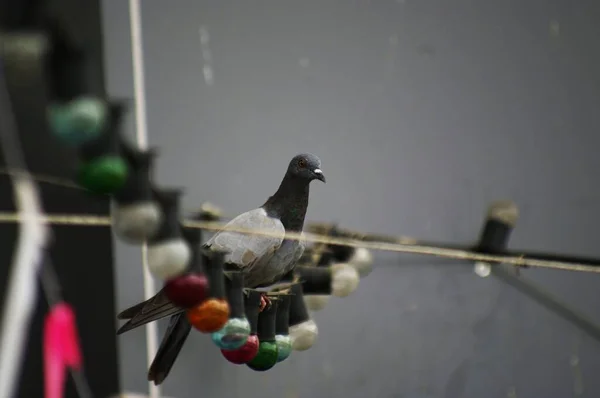 Volný Pták Elektrickém Kabelu — Stock fotografie