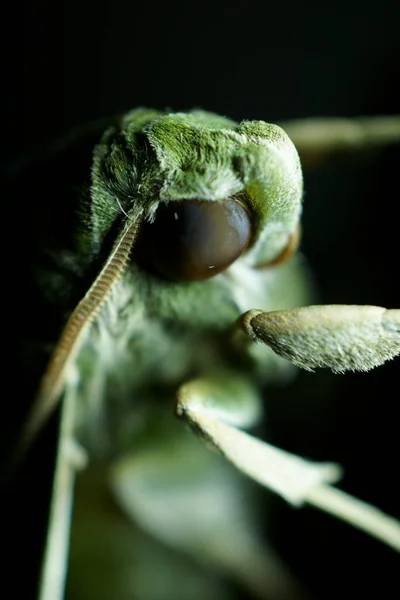 Oleander Jestřáb Můra Nebo Armáda Zelená Můra Clossup Fotografie — Stock fotografie