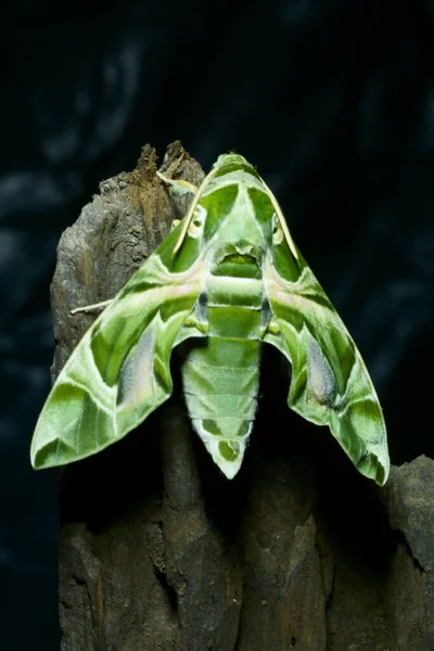 Oleander Hawk Moth Army Green Moth Clossup Photography — Stock Photo, Image