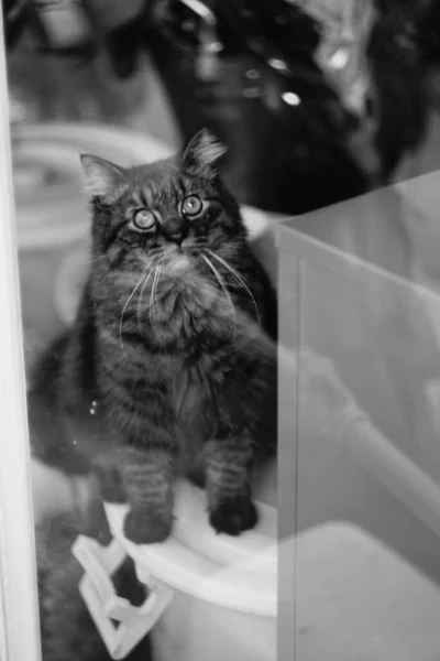 Macska Kinézett Ablakon — Stock Fotó